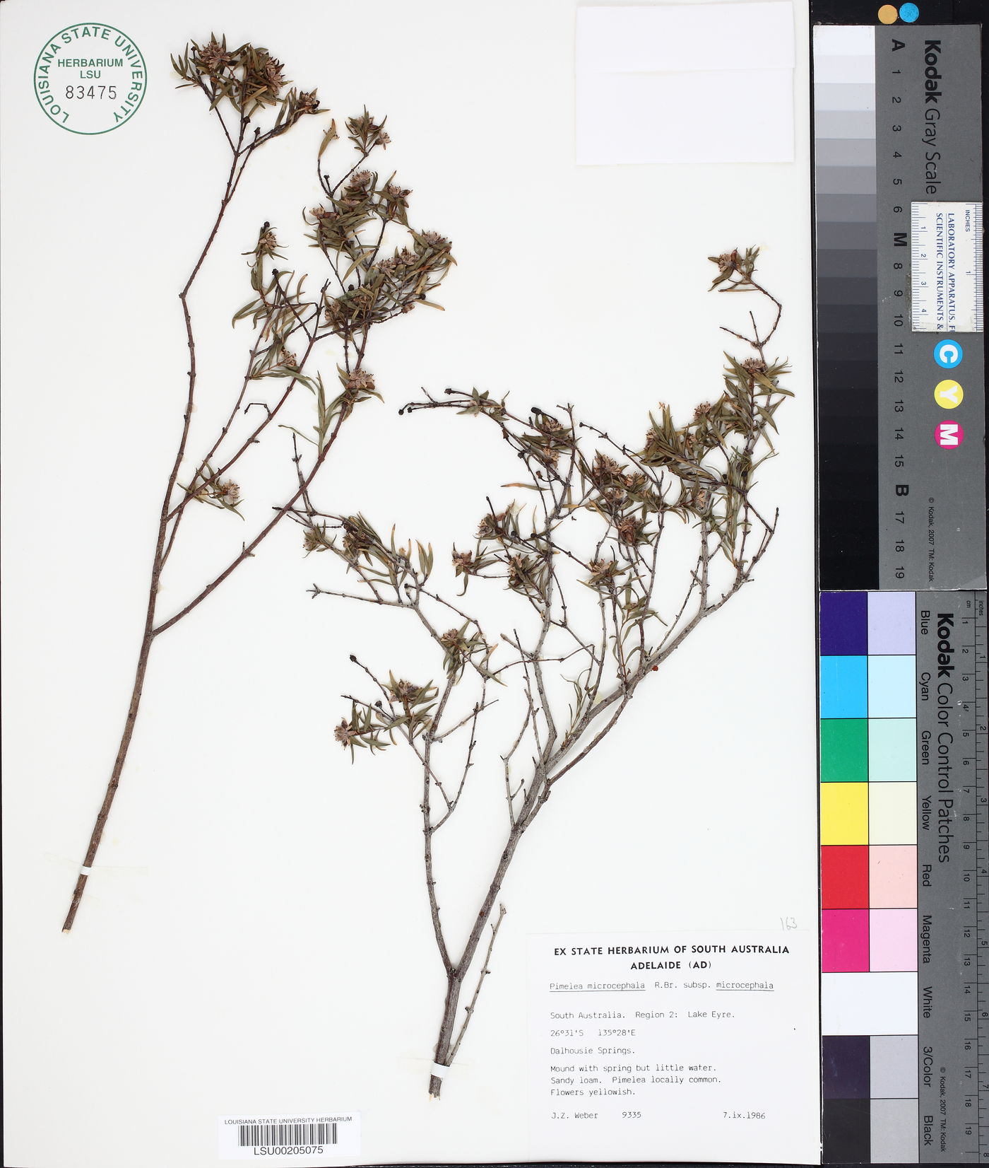 Pimelea microcephala subsp. microcephala image