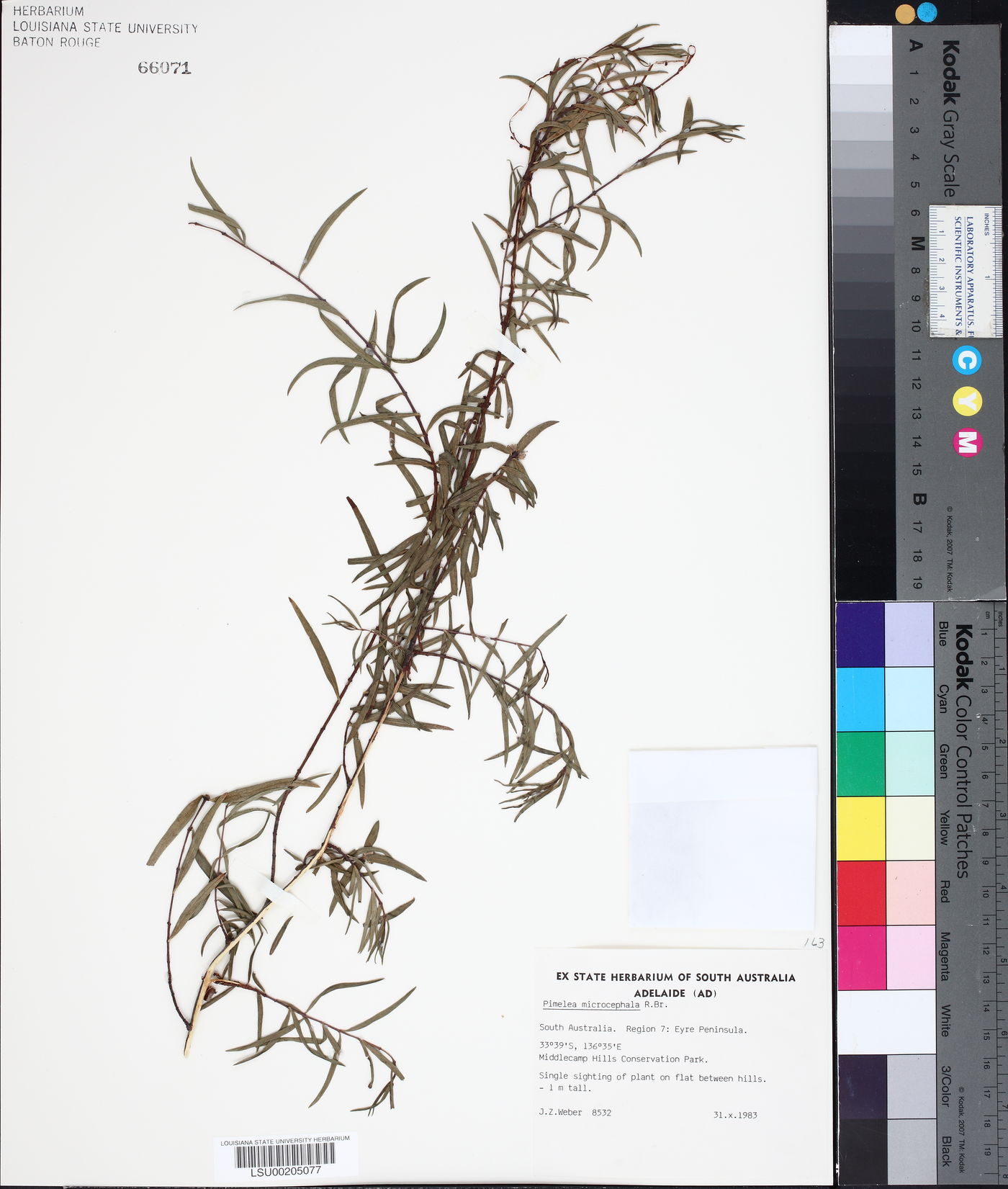 Pimelea image