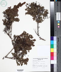 Pimelea serpyllifolia image