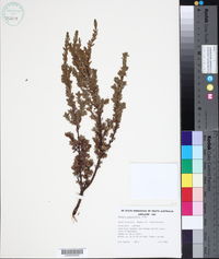 Pimelea serpyllifolia image
