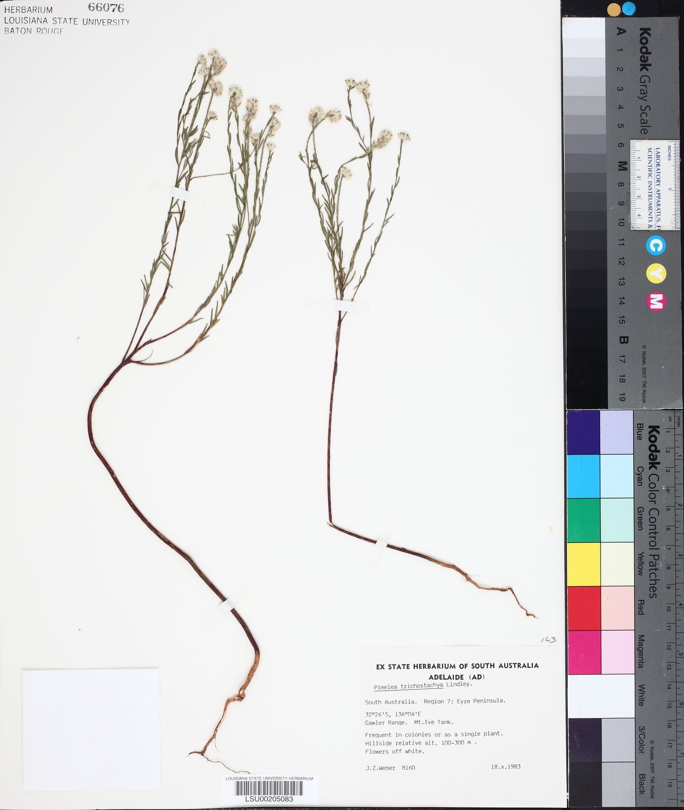 Pimelea trichostachya image