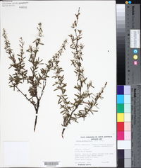 Taxandria linearifolia image