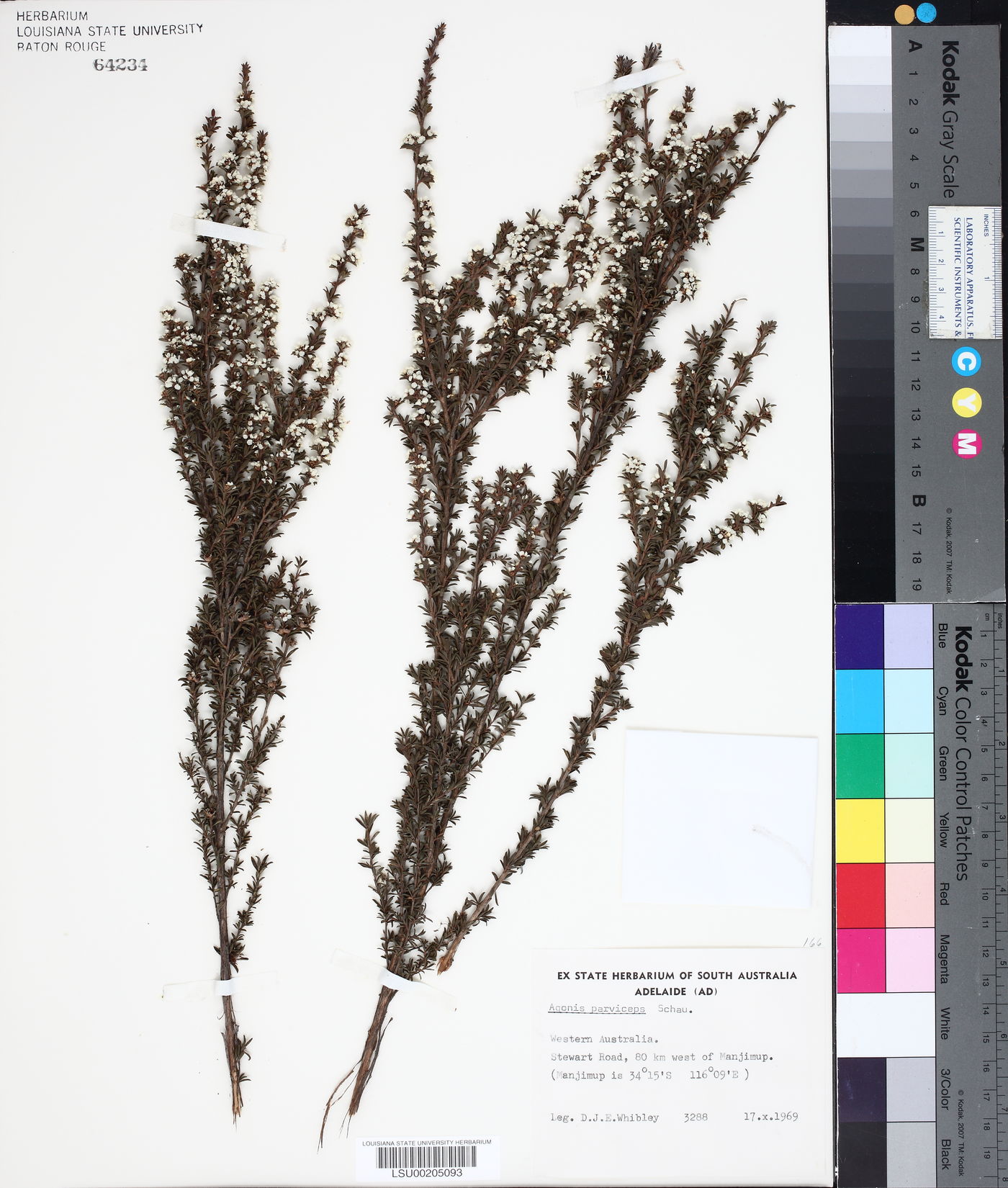 Taxandria parviceps image