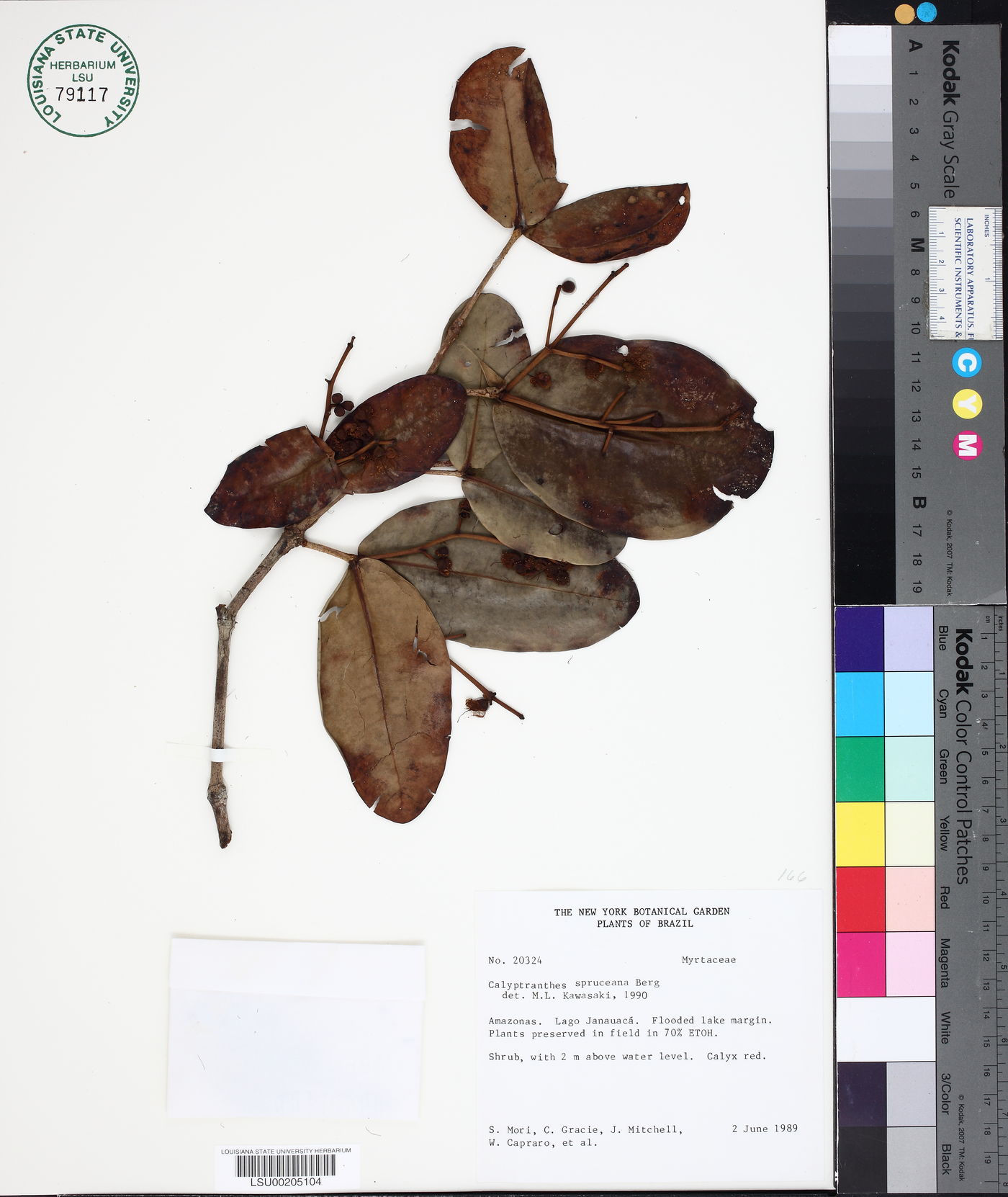 Myrcia hedraiophylla image