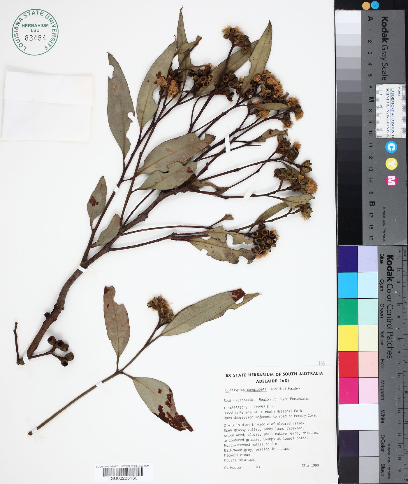 Eucalyptus conglobata image