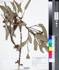 Image of Eucalyptus cyanophylla