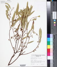 Eucalyptus eremicola image