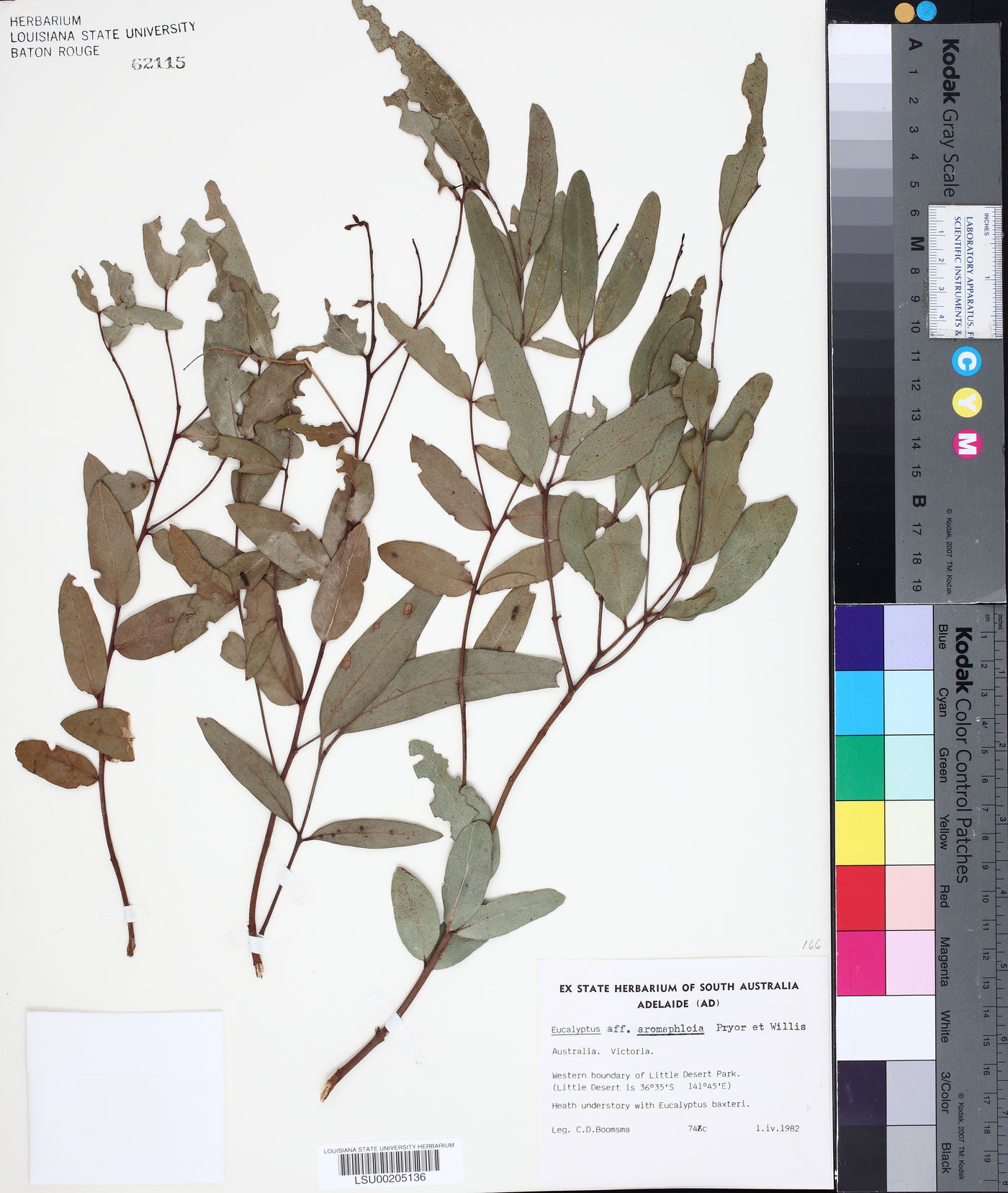 Eucalyptus aromaphloia image
