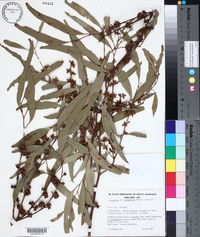 Eucalyptus aromaphloia image