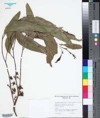 Image of Eucalyptus baxteri