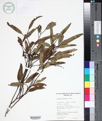 Eucalyptus brachycalyx image