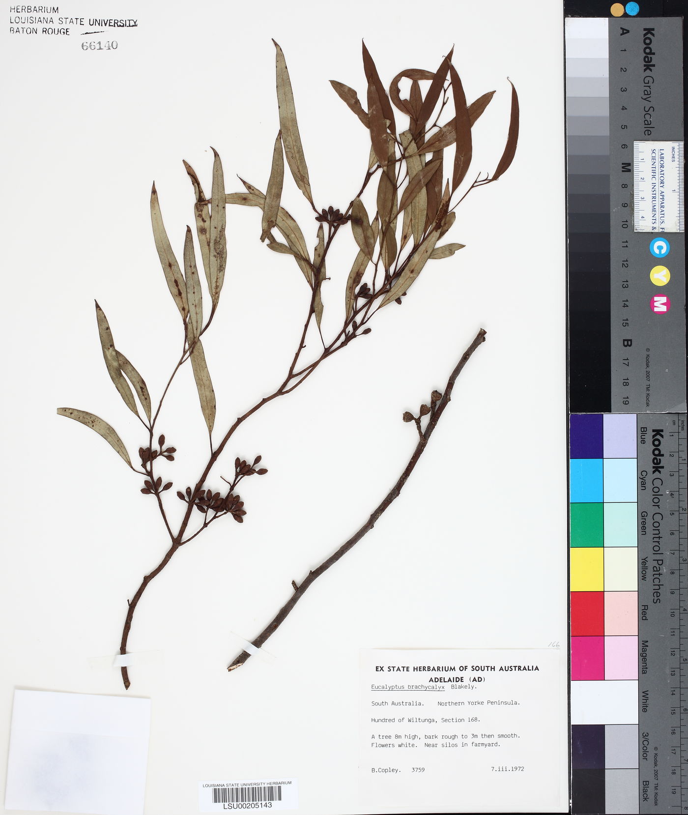 Eucalyptus brachycalyx image