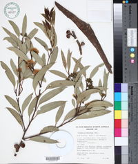 Eucalyptus diversifolia image