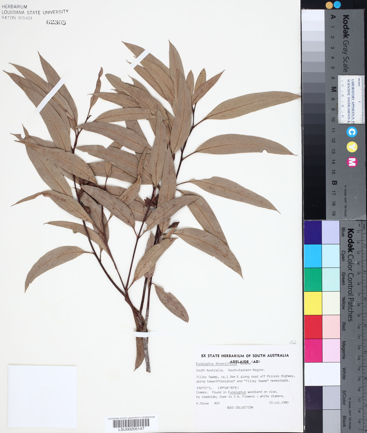Eucalyptus diversifolia image