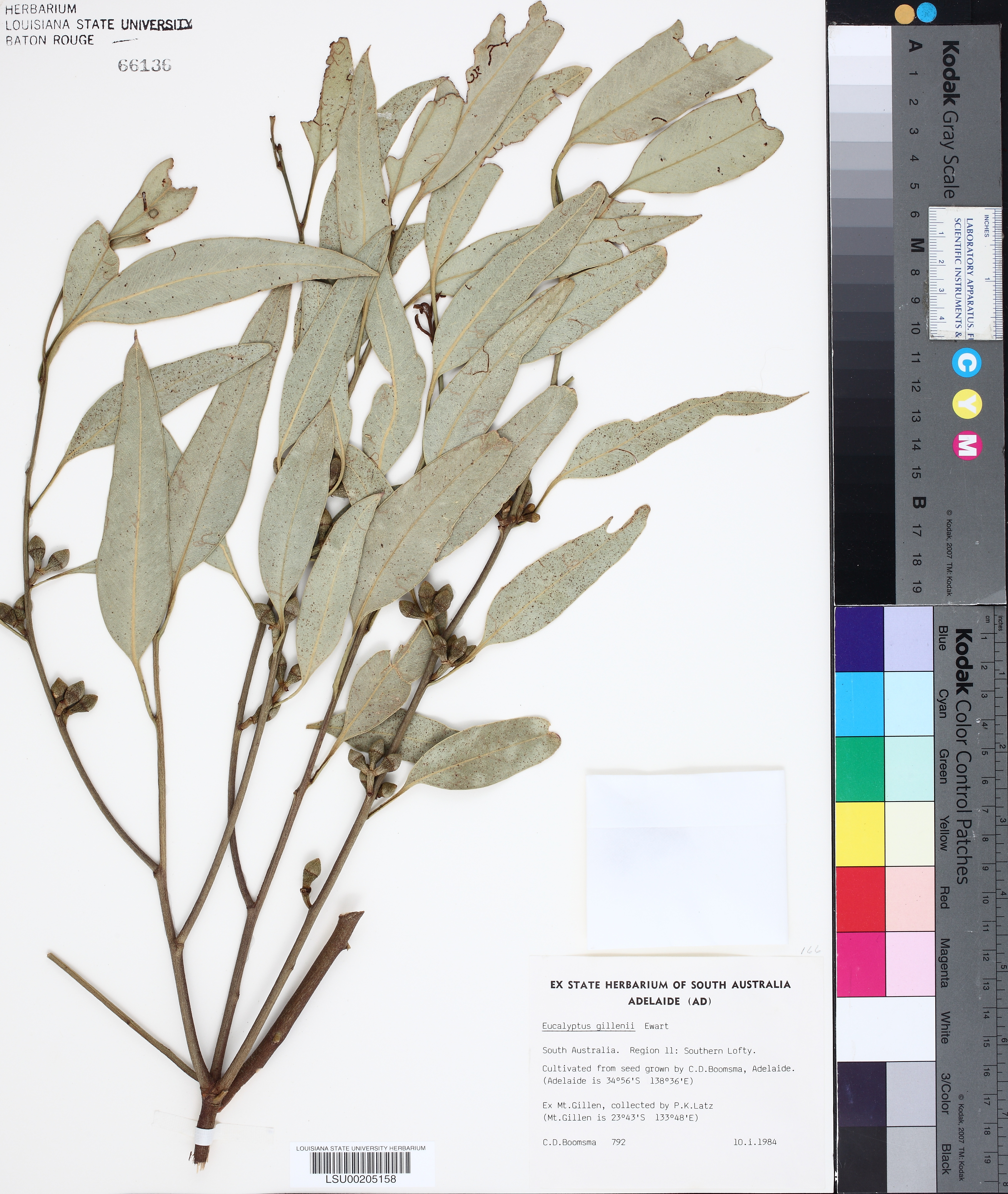 Eucalyptus gillenii thumbnail