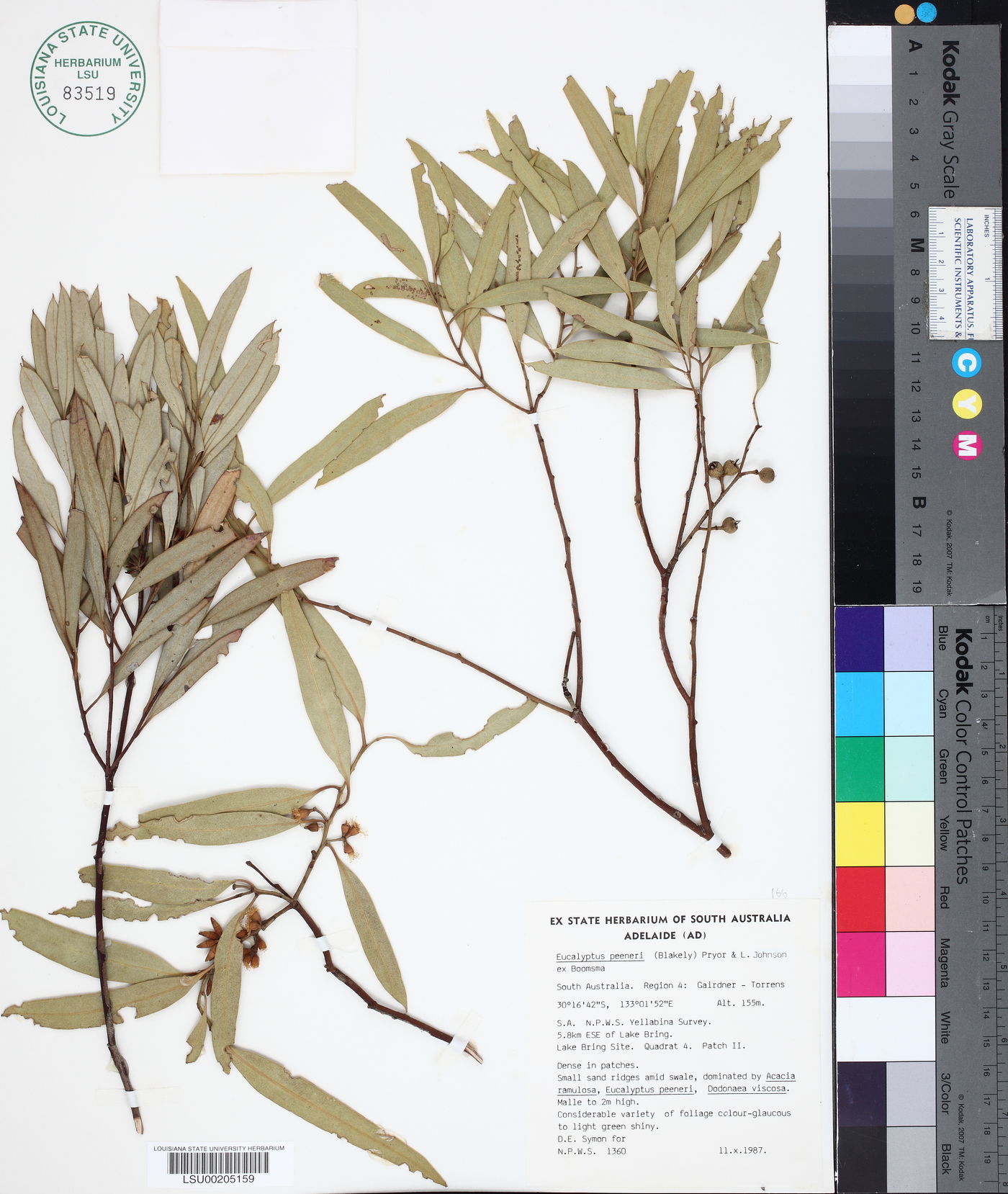 Eucalyptus eremicola image
