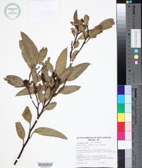 Image of Eucalyptus rugosa