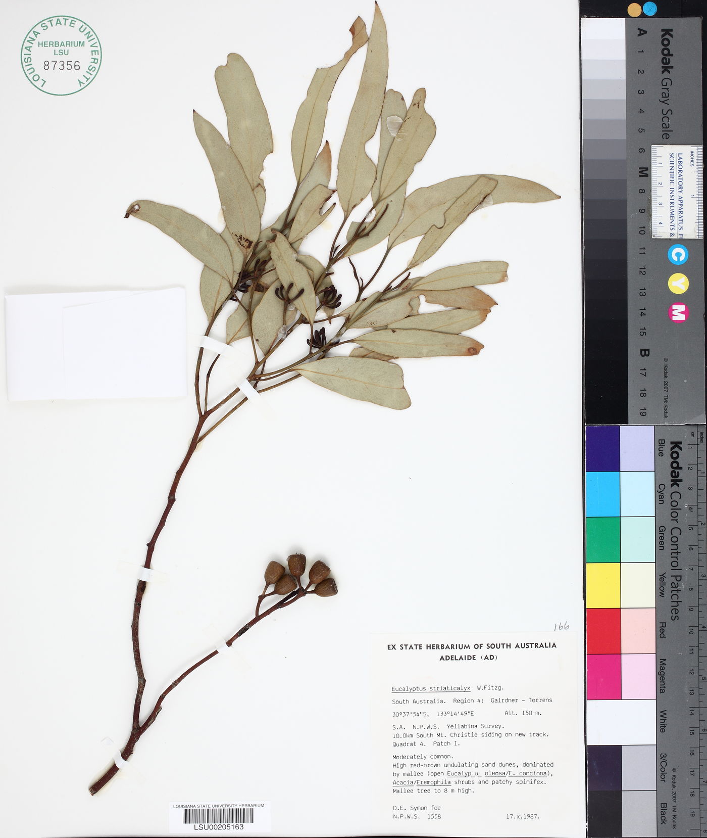Eucalyptus striaticalyx image