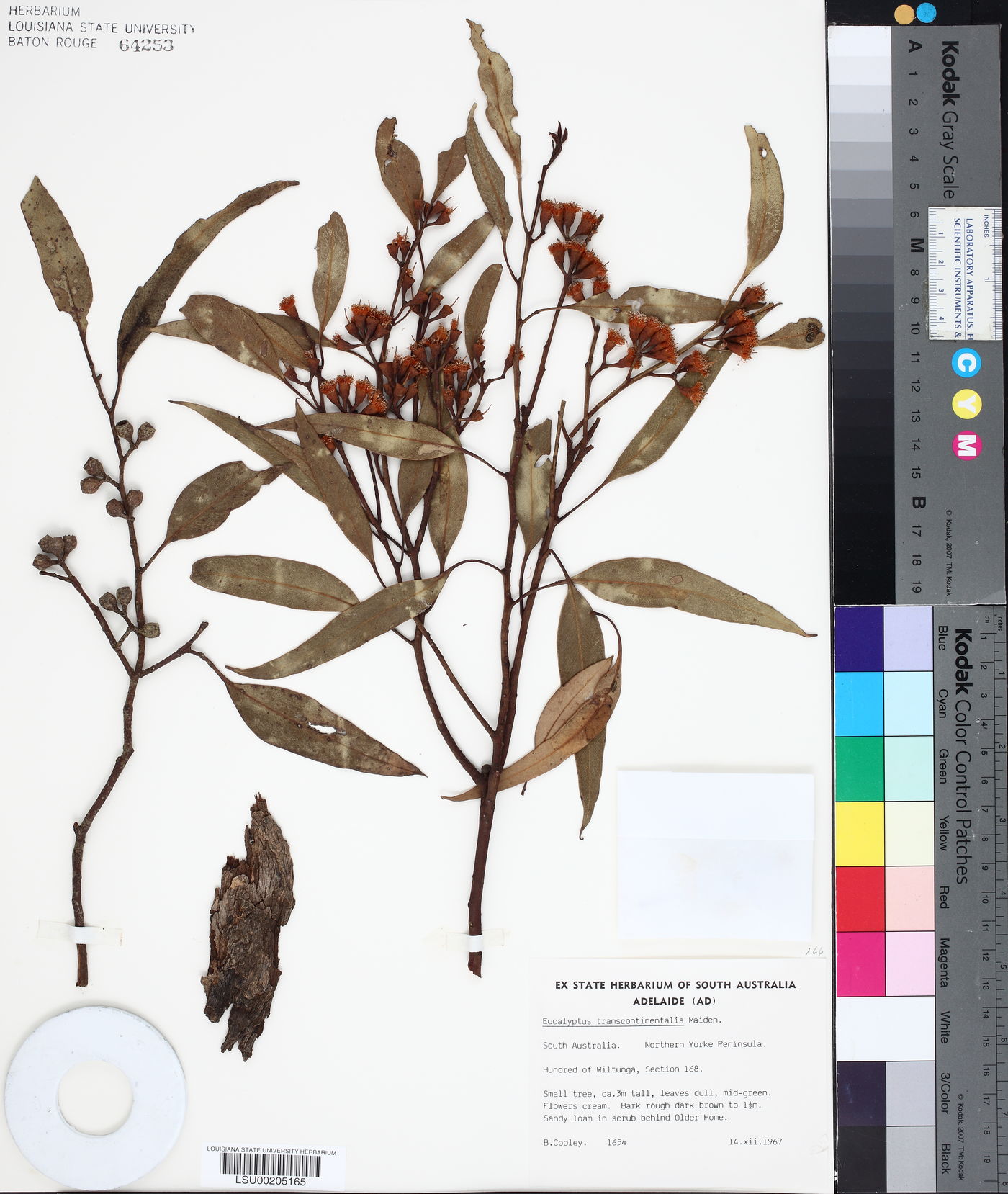 Eucalyptus transcontinentalis image