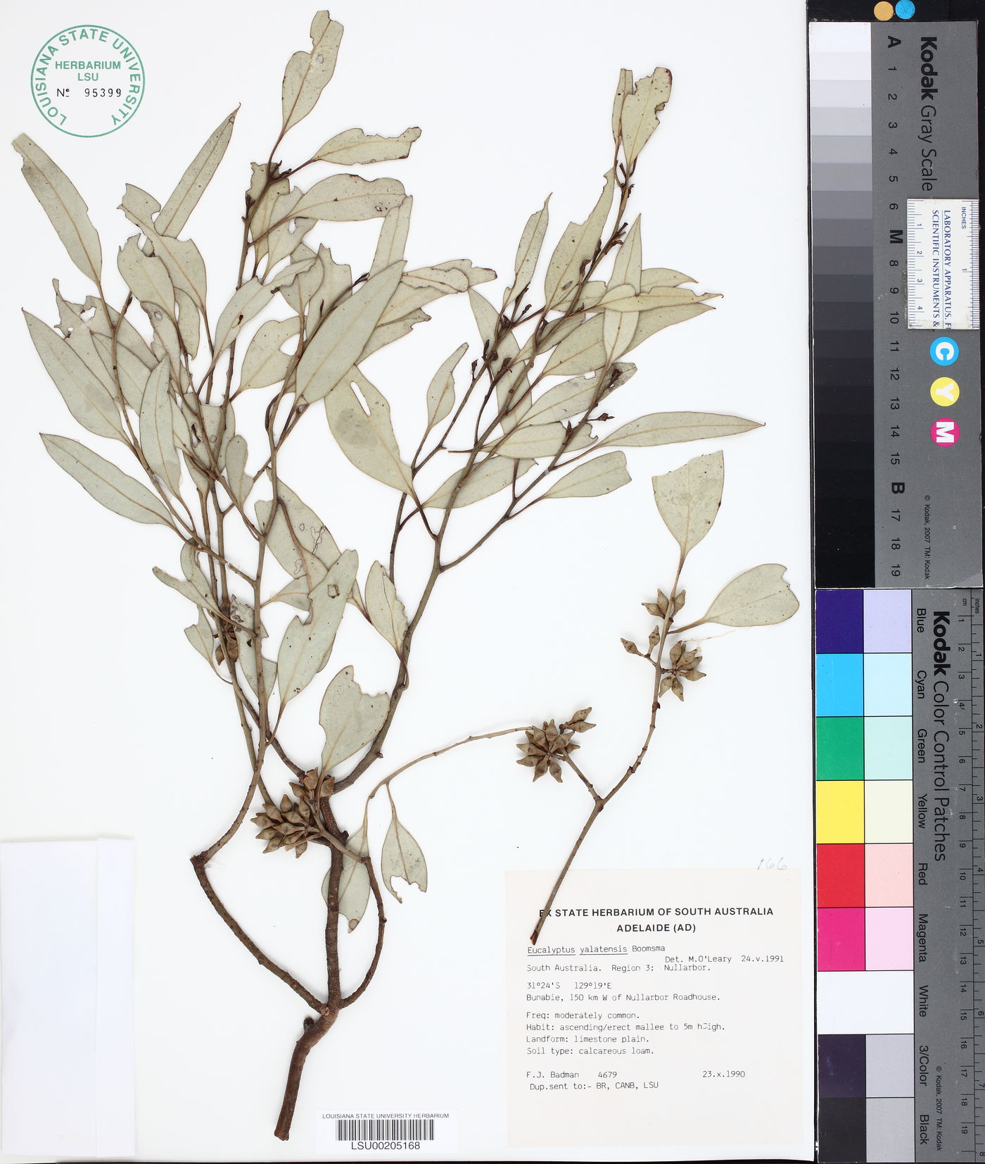 Eucalyptus yalatensis image