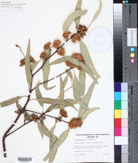 Eucalyptus incurva image
