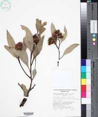 Eucalyptus lansdowneana subsp. albopurpurea image