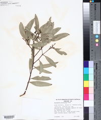 Eucalyptus microcarpa image