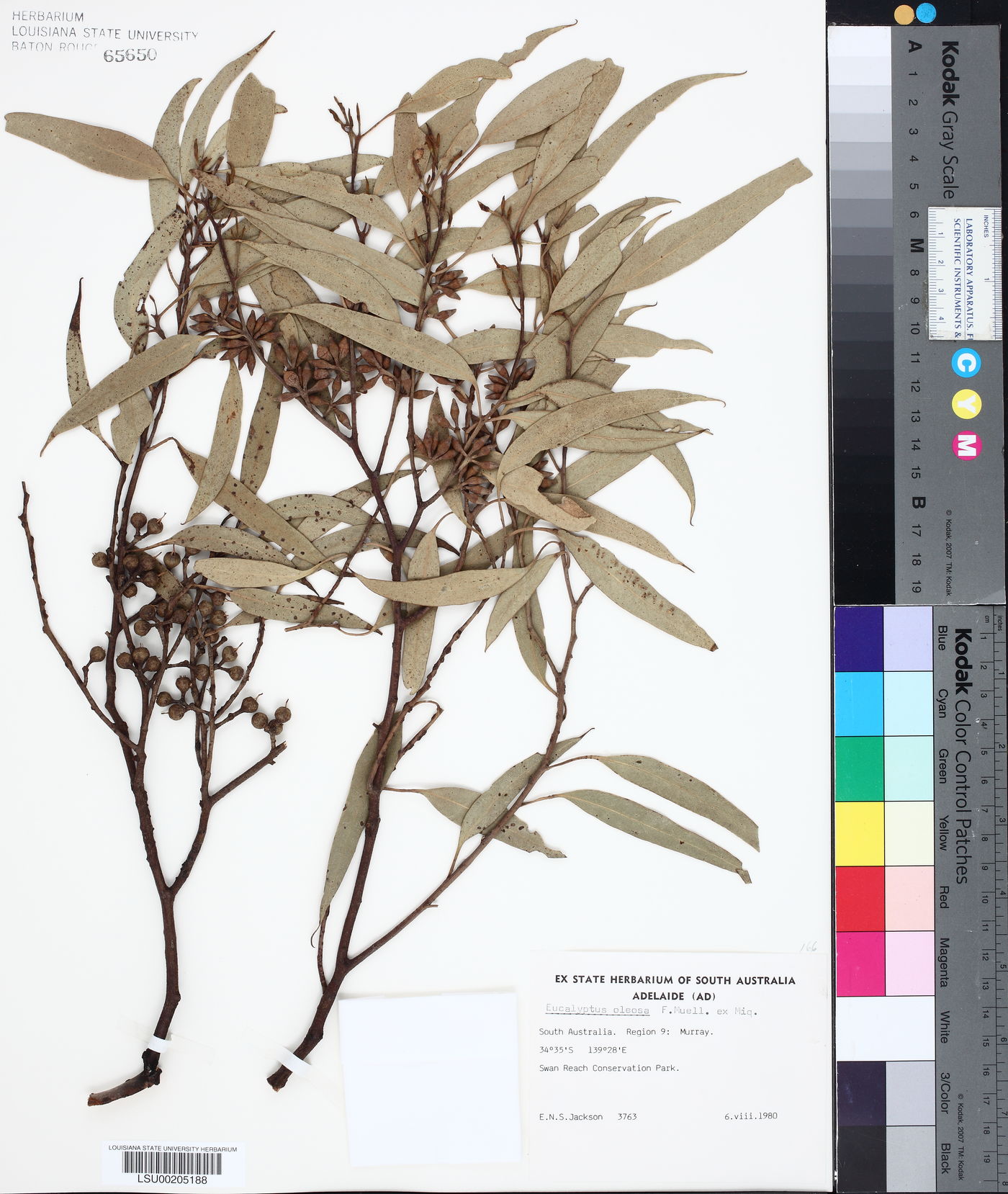 Eucalyptus oleosa image