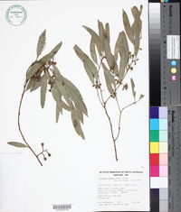 Eucalyptus porosa image