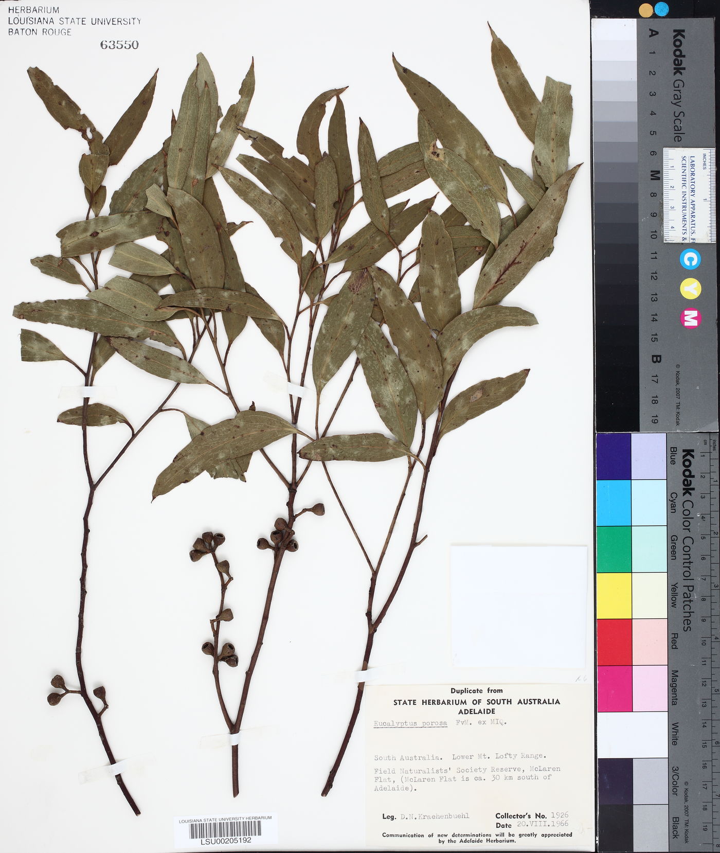 Eucalyptus porosa image