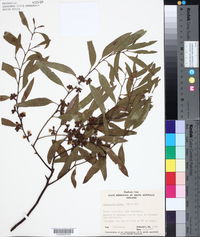Eucalyptus porosa image