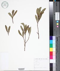 Image of Eucalyptus lehmannii