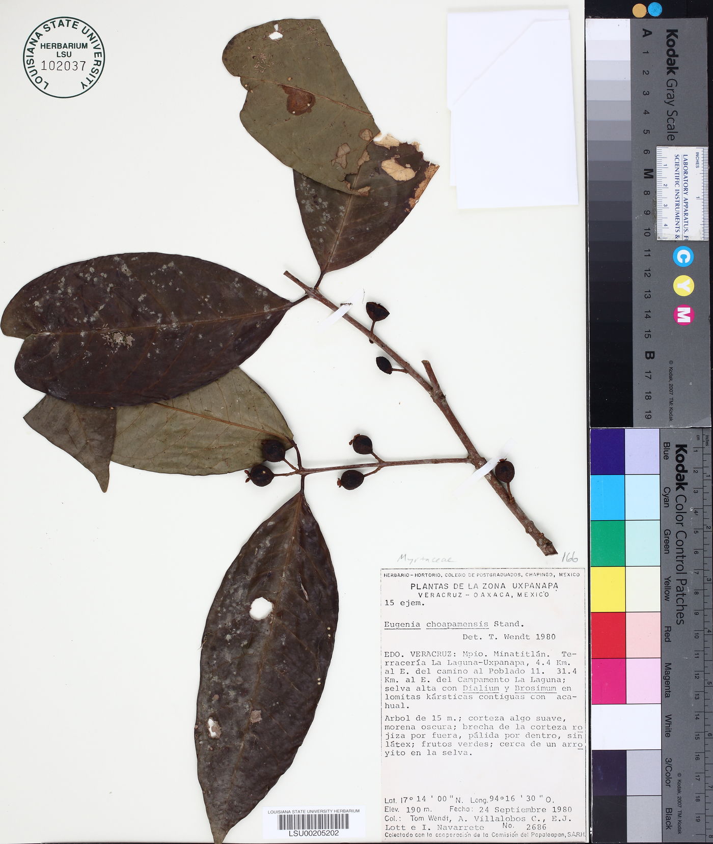 Eugenia choapamensis image