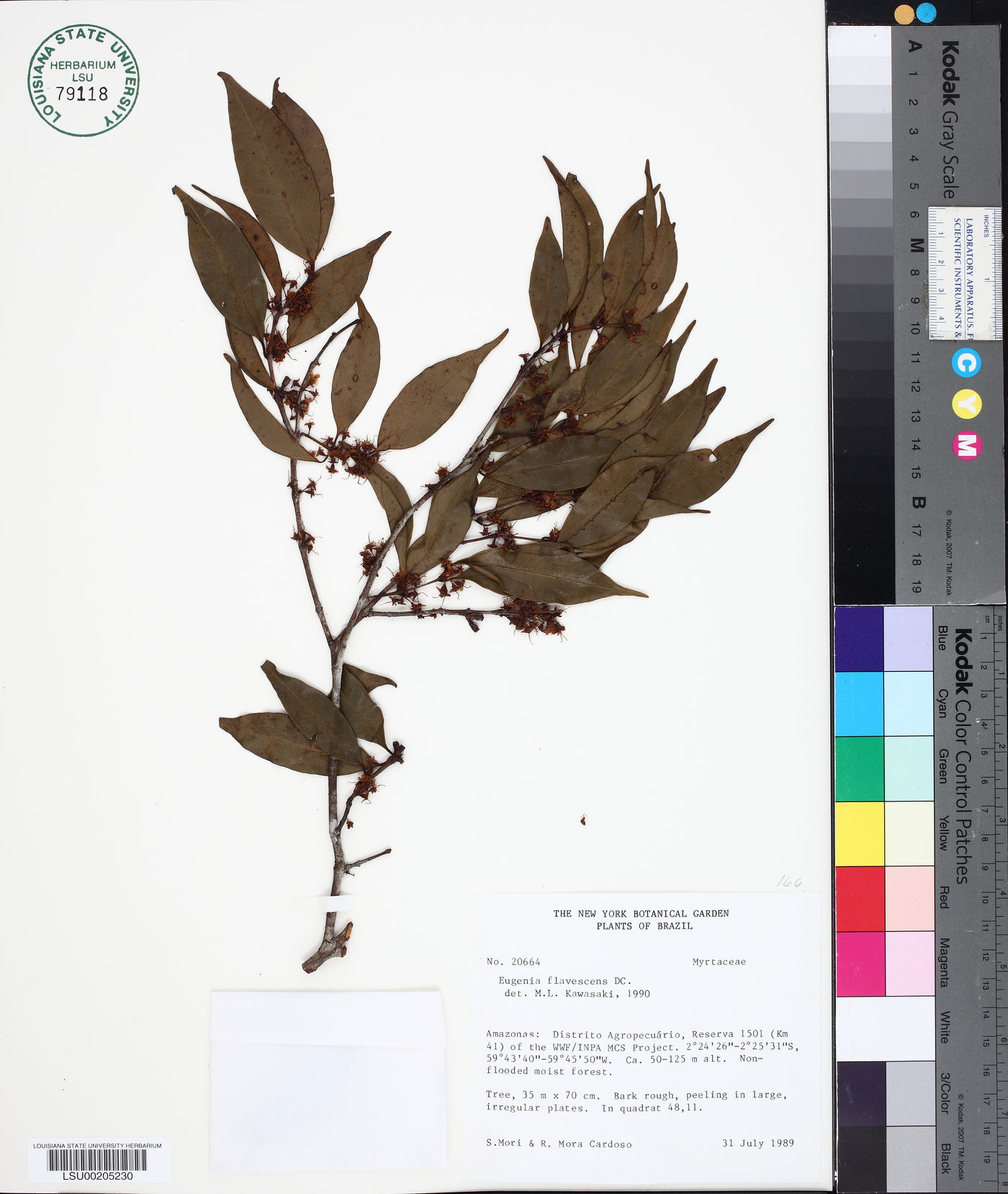 Eugenia flavescens image