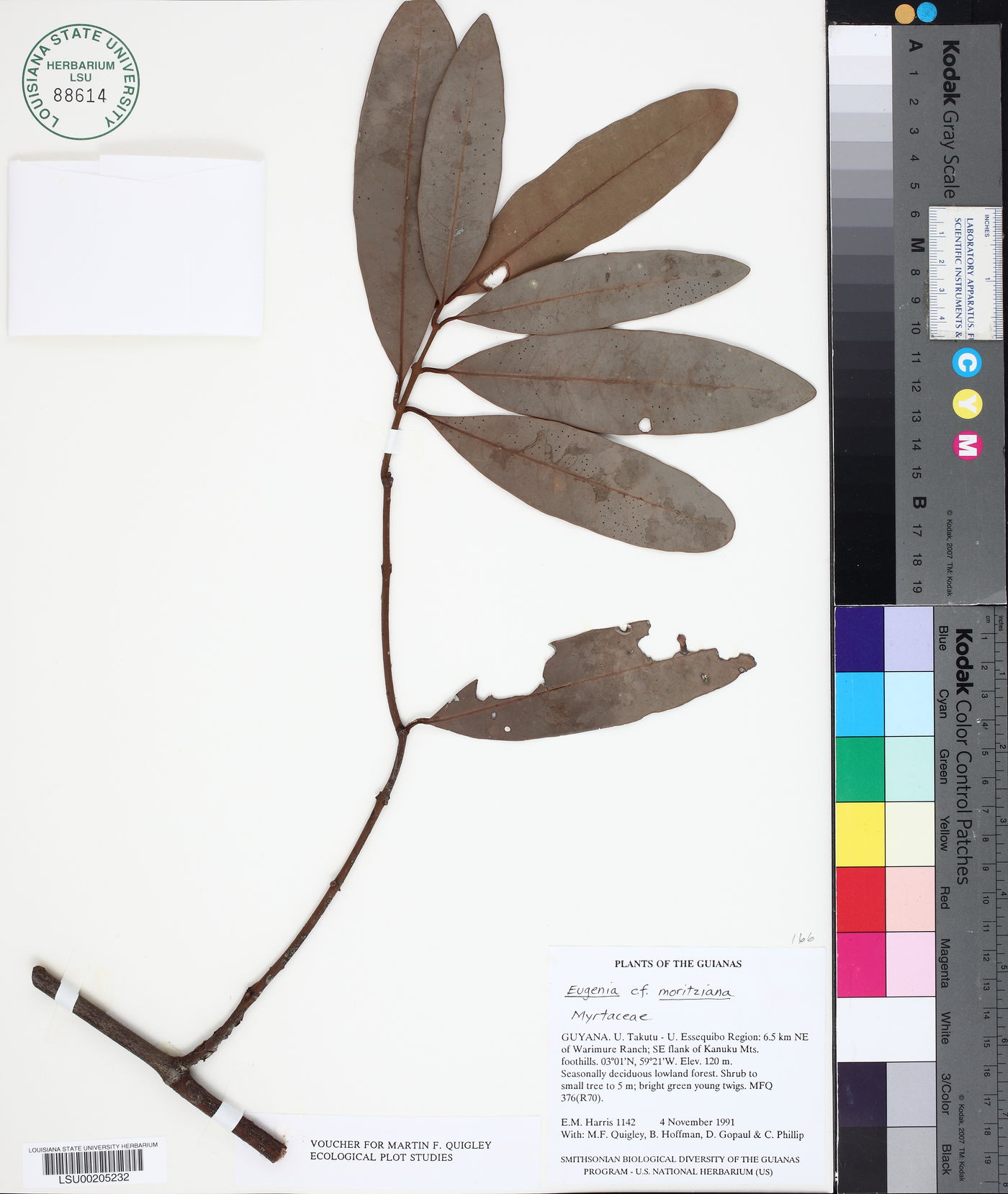 Eugenia moritziana image