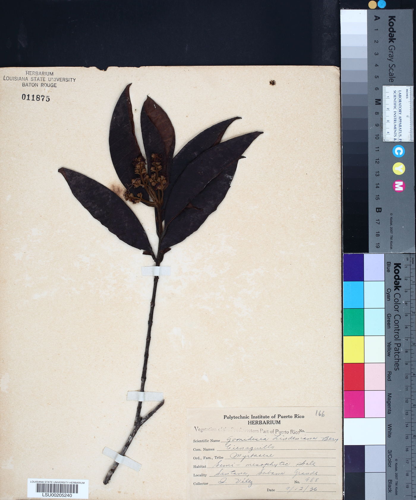 Gomidesia lindeniana image