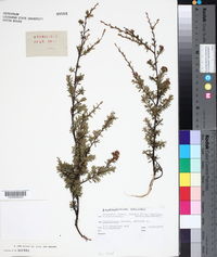 Leptospermum ericoides image