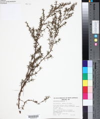 Leptospermum juniperinum image