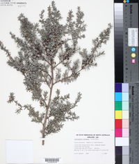 Leptospermum lanigerum image