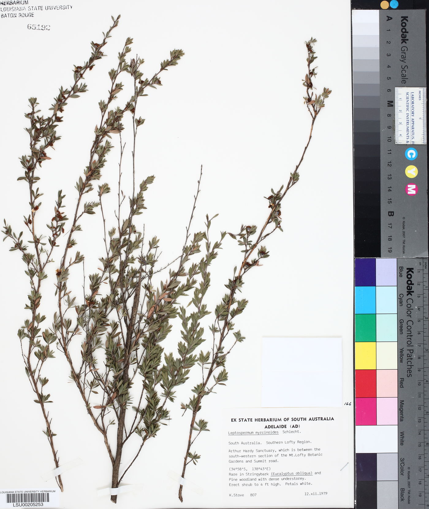 Leptospermum myrsinoides image