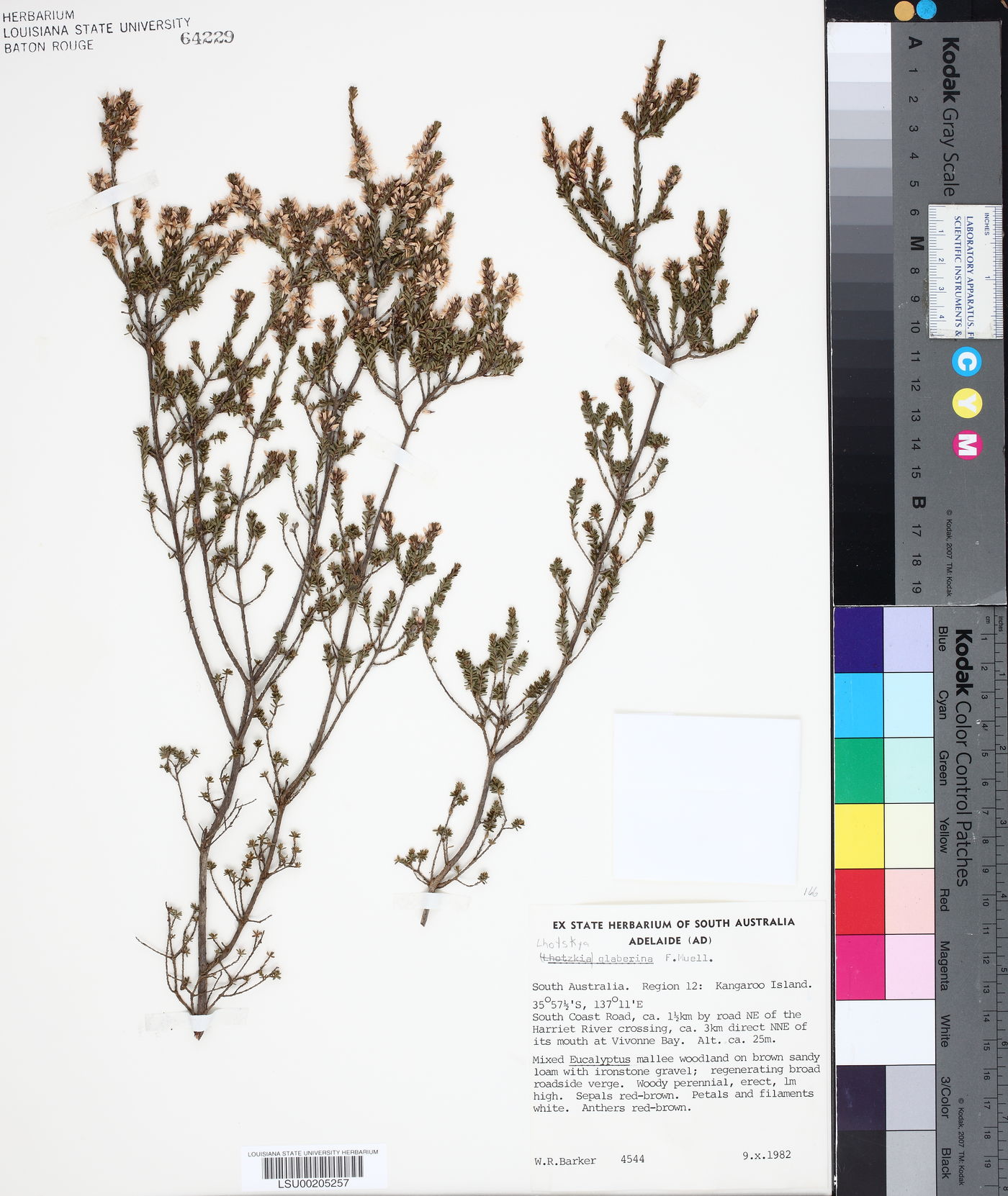 Calytrix glaberrima image