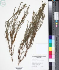 Melaleuca brevifolia image