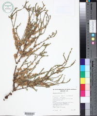 Melaleuca brevifolia image