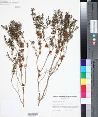 Melaleuca acuminata image