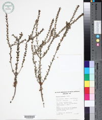 Melaleuca acuminata image