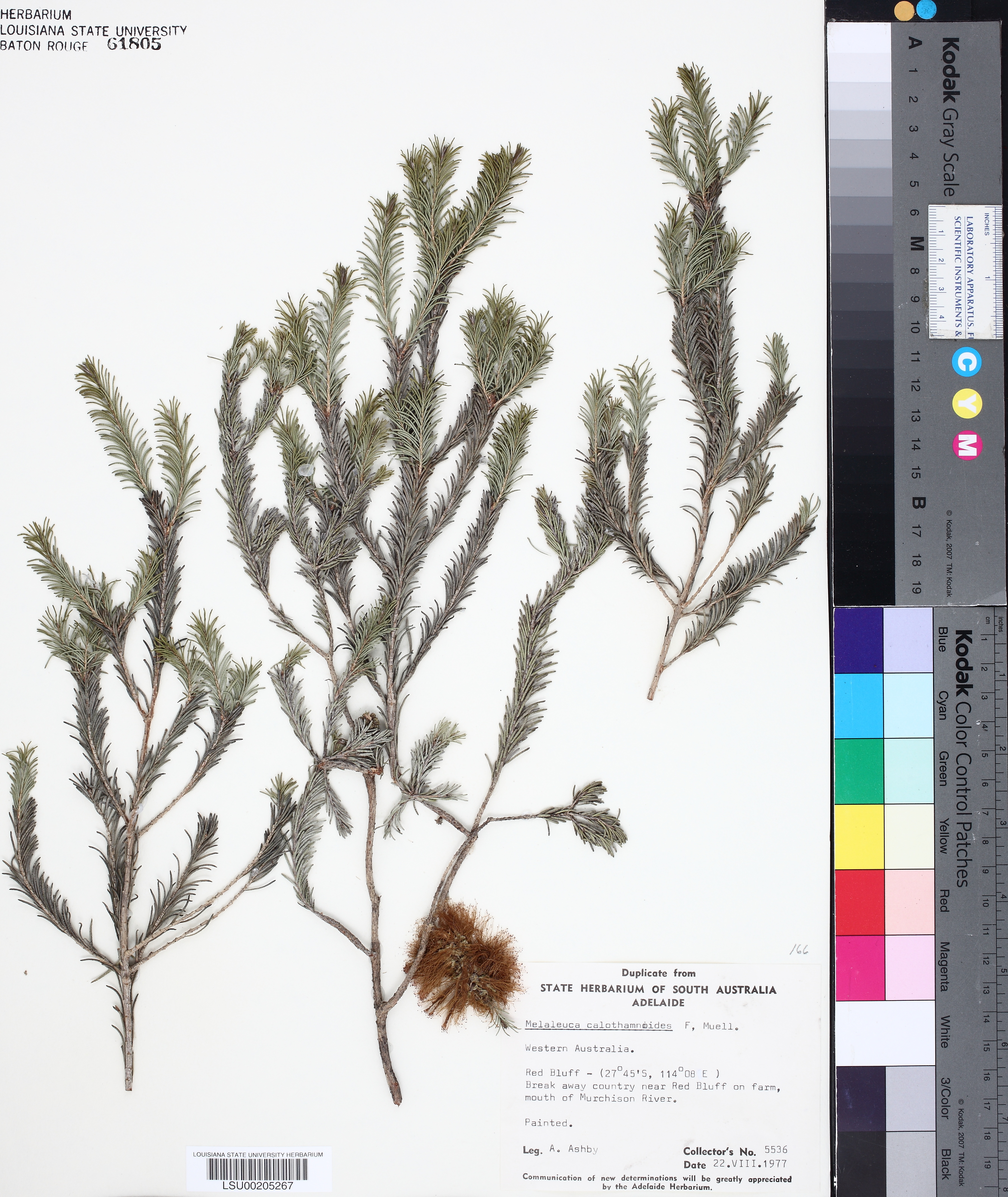 Melaleuca calothamnoides thumbnail