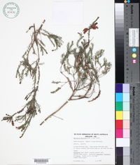 Melaleuca decussata image