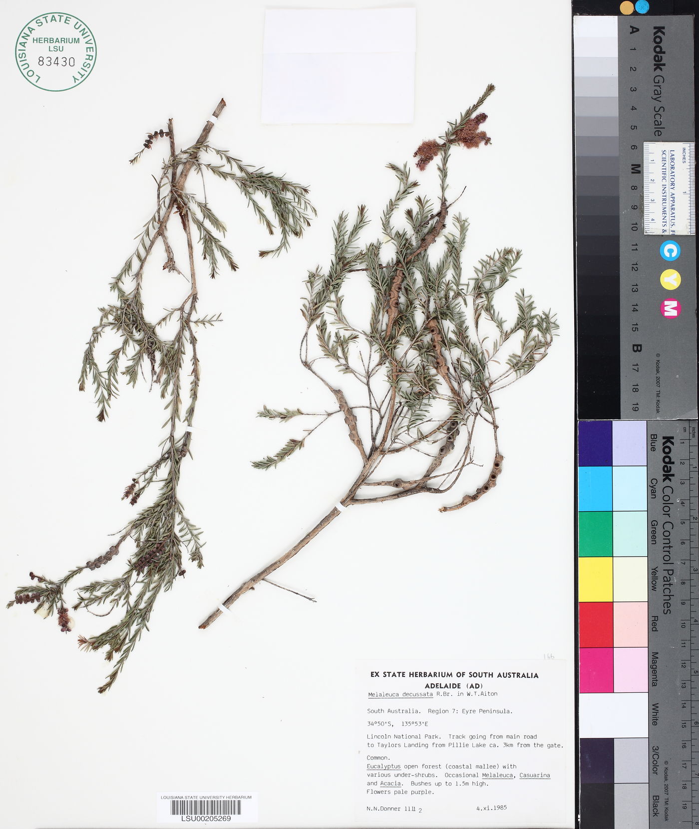 Melaleuca decussata image