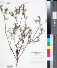 Melaleuca glomerata image