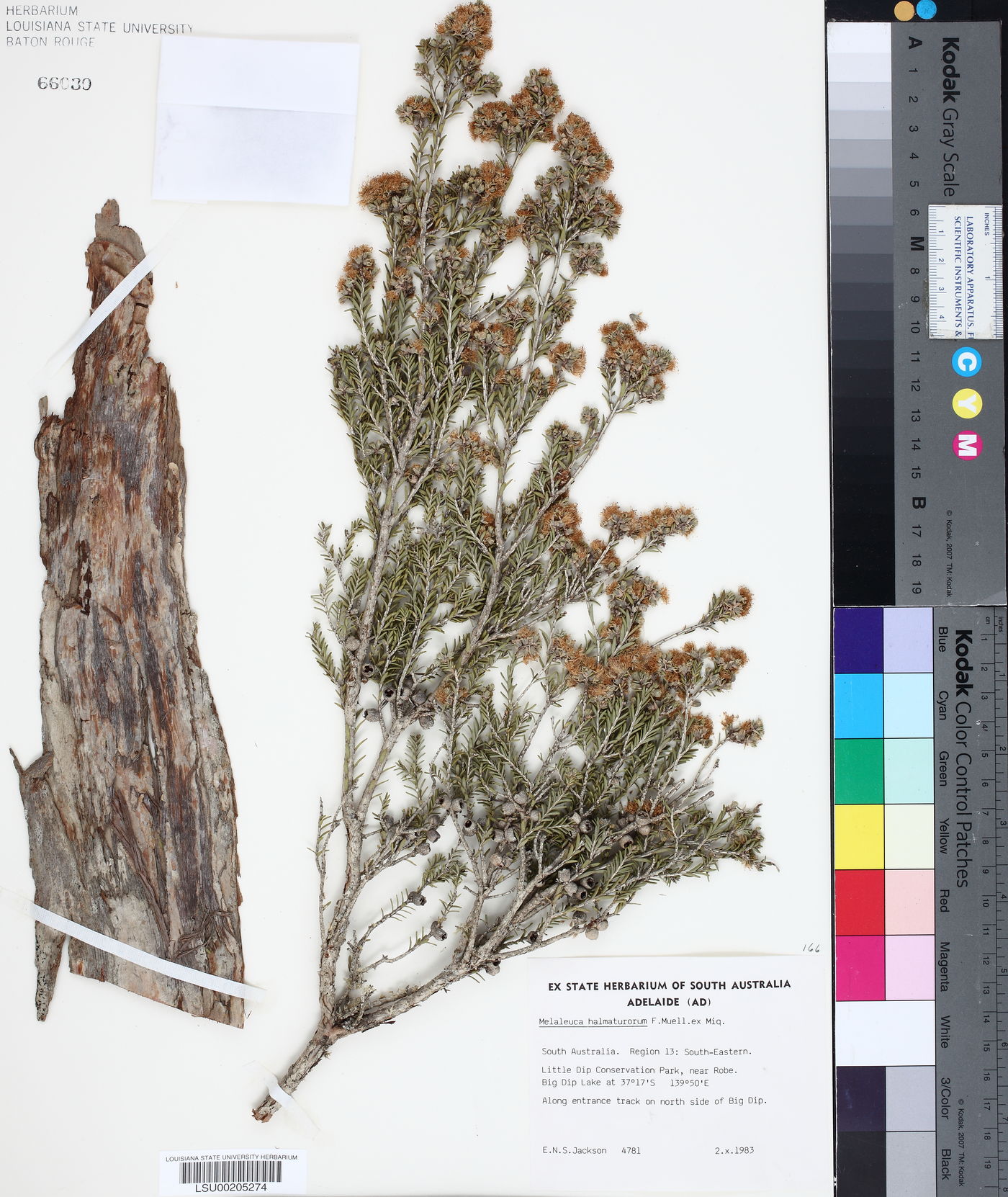 Melaleuca halmaturorum image